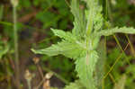 Yellow glandweed